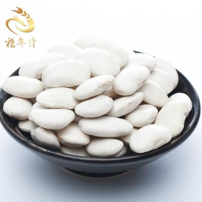 China New Premium Quality Flat Cultivation White Kidney Bean Export Dried Medium White Kidney Beans for sale