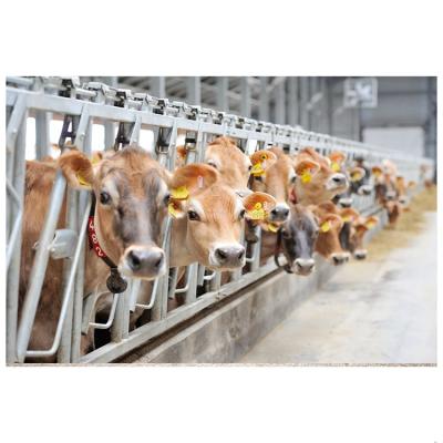 China Steel Structure Cow Shed Prefab Low Price Dairy Cow Farm Building Good Quality Design for sale