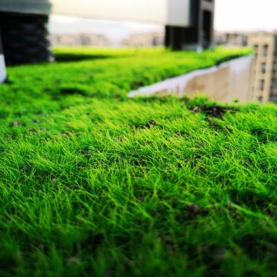 China Modern Wholesale Artificial Grass For Landscape Garden Decoration Moss Wall Board Wall Panel Fairy Artificial Green Mini Moss Mat for sale