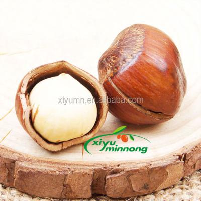 China Organic Dried Shelled Roasted Australian Hazels for sale