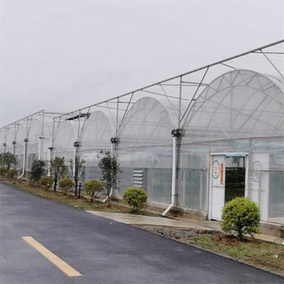 China Stable structure easily assembled Arco de BAOLIDA greenhouse doble winter multispan double invernadero de winter agricultural greenhoues for sale