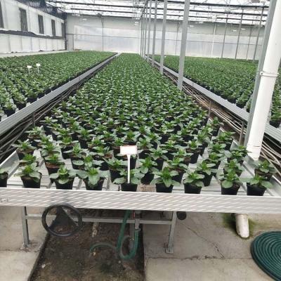 China Mobile Growing Flood Tray Flow Roll Bench Agriculture Nursery Vertical Seeding Two Rows Rolling Benches Multi Link for sale