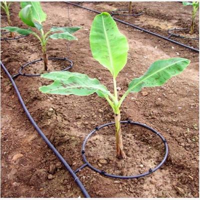 China Easy Install Low Cost Drip Irrigation In Agricultural Greenhouse for sale