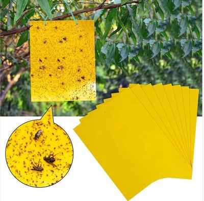 China Customized Disposable Factory Direct Sales In Various Sizes Plastic Fruit Fly Trap Sticky Insect Yellow Glue Board Plugs Sticker Glue Bug Trap for sale