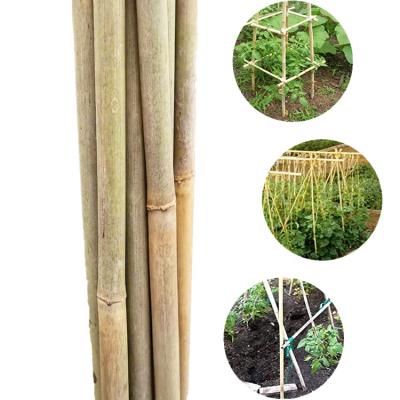 China Eco - Friendly Bamboo Garden Plant Support Pole Plant Supports Stakes Bamboo Plant Support for sale