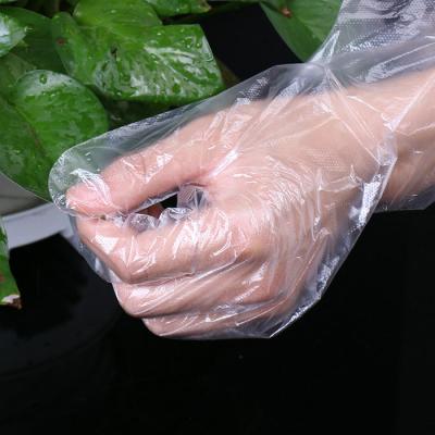 China Plain or Microgroove Food Grade PE Disposable Gloves Transparent HDPE Plastic Disposable Gloves for sale