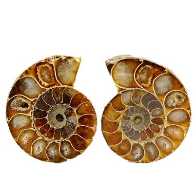 China Conch Durable Natural Statement Reliquiae Ocean Snail Shell Ammonite Pendants Mineral Stones Specimen Collection Jewelry for sale