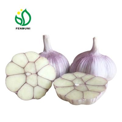 China Main China Fresh Garlic Supplier With Factory Garlic Price OEM (New Seasons) for sale