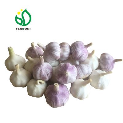 China New Fresh Shandong Garlic Price Of Mozambique/Mauritania/Meeting/South Africa 10kg Bag 50-55mm Mesh for sale