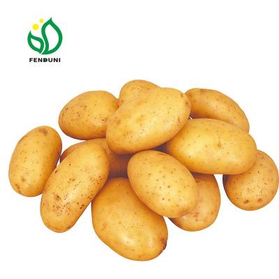 China Hot Sales Fresh Best Holland Sweet Potato 20kg China Mesh Bag Natural Export for sale