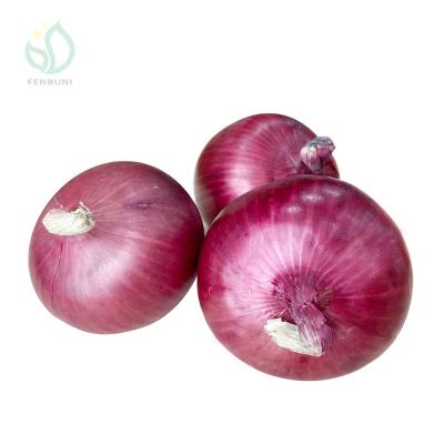 China Fresh Red Onions Packing In Mesh Bag From China Suppliers In Stock for sale