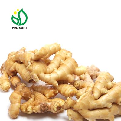 China China Laiwu Famous Culture Fresh New Fresh Ginger Price For Export 20kg/bag 250g+ for sale