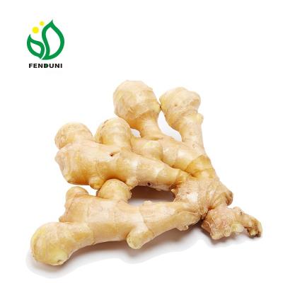 China Sale Fresh Fresh Dry Ginger Price From China for sale