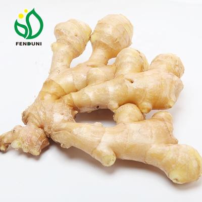 China Best Wholesale Fresh Fresh Ginger Supplier from China for sale