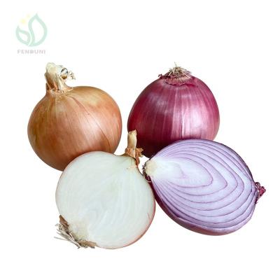 China Fresh China Leading Fresh Yellow Onion Supplier From China 100m+ for sale