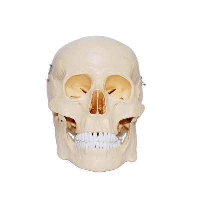 China Detachable Human Skull Bone Teaching Model 30*15*20CM for sale