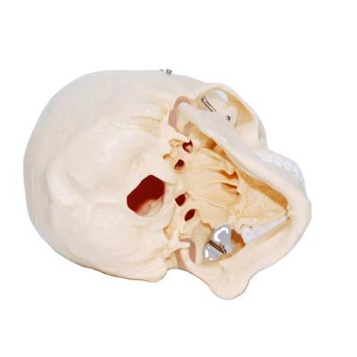 China Newly Developed PVC Life Size Human Skull Detachable Skull Model For Medical Teaching for sale