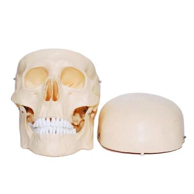 China High Quality Hot Sales PVC Detachable Skull Model Medical Teaching Human Skull for sale