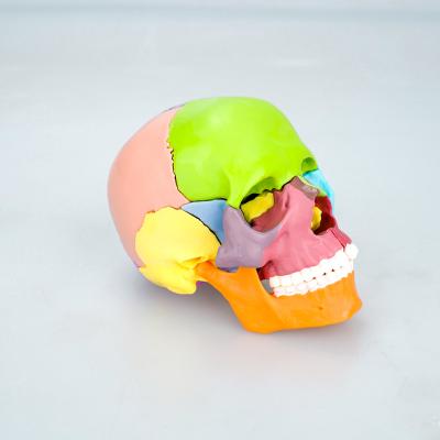 China Colorful Assembled Teaching Skull Bone Resources Anatomy Education Teaching Skull 3d Life Size Model With Colored Skull Bones for sale