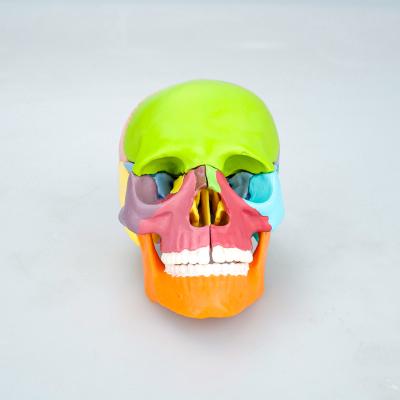 China Teaching Medical Science Colored Oral Cavity With Detachable Fixed Anatomy Bone Life Size Skull With Colored Human Bones Models for sale