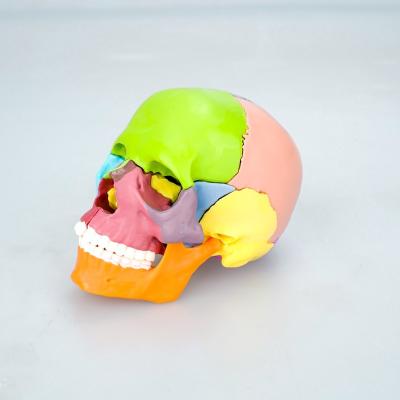 China Standard Teaching Skeleton /Various Medical Teaching Model Color Skull With Simulation Cervical Spine Human Skeleton Model Of Pvc for sale