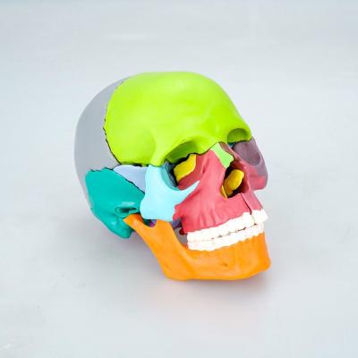 China Teaching Medical Science Colored Skull With Cervical Spine Human Skeleton With 22 Different Bones Point Anatomy Biology Model for sale