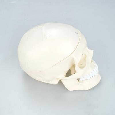 China Correct Teaching PVC With Biain Anatomica External And Internal Human Education Structures Medical Anatomical Skull Model for sale