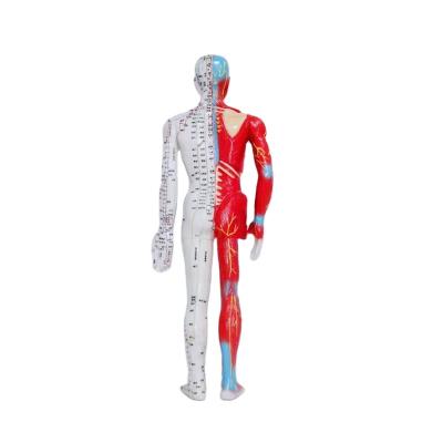 China PVC High Quality Human Body Acupuncture Point Acupuncture Hot-selling Standard Model for sale