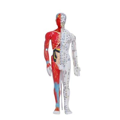 China 2021 New Mini PVC Medical Science Human Body Whole Body Acupoint Acupuncture Enumerating Model for sale