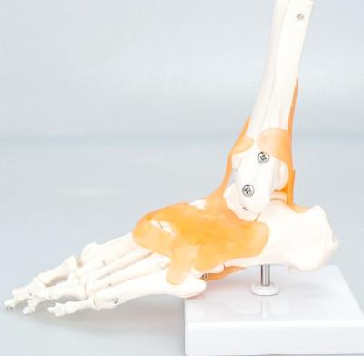 China Medical School Bilological Anatomical Teaching Foot Ankle Joint Human Model for sale