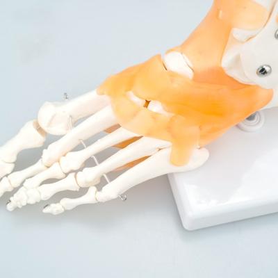 China Human Foot Artificial Natural Anatomical Skeleton Bone Size Joint Medical College Bilological PVC Model for sale