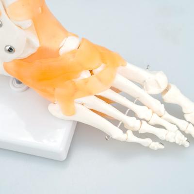 China Medical School Bilological Hospital Display Exhibit Exhibit Type Anatomical Human Plastic Skeleton Model Of Foot Bones for sale