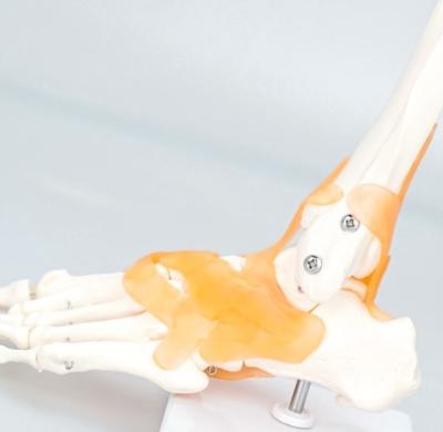 China Natural Medical School Bilological Size With Ligament Foot Bone Skeleton Foot Model for sale