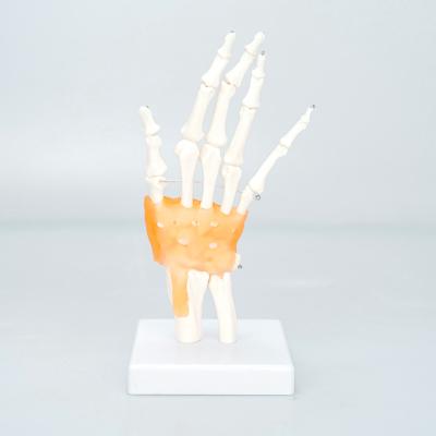 China High Quality Medical Science Life Size Hand Common Human Bilological Anatomy Anatomy Models, Education Plastic Skeleton Models Hands for sale