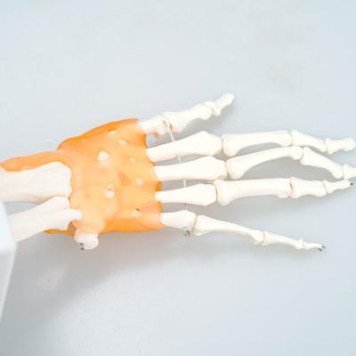 China Medical School Bilological PVC Human Anatomy Medical Education Used Hand Skeleton Model With Ligament for sale