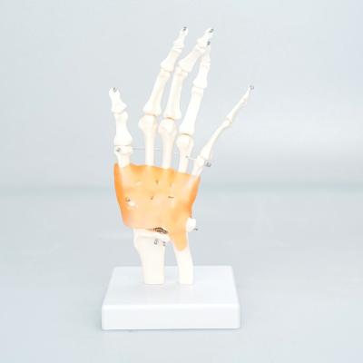 China Medical School Bilological Medical Science Teaching PVC Human Joint Hand Skeletal Model for sale