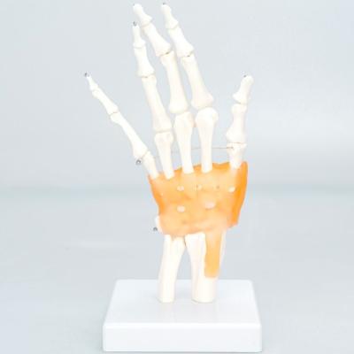 China Medical School Bilological Human Realistic Hand Skeleton Model for Medical Science Training and Teaching for sale