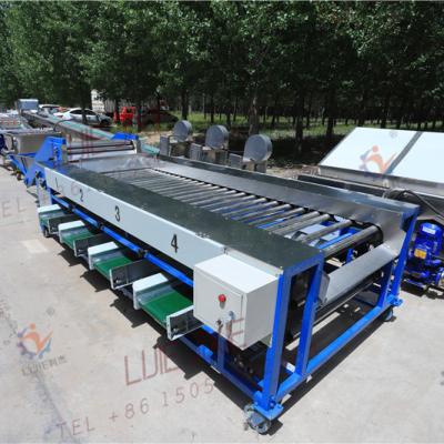 China food & Beverage factory automatic date grading machine for five grdes for sale