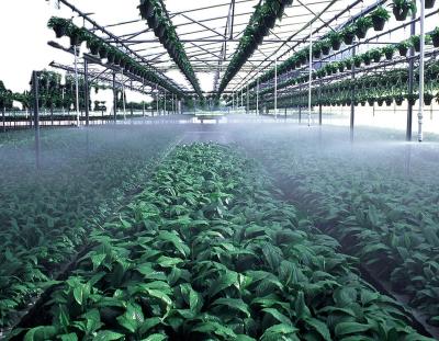 China Spray And Cooling Tomato System Hydroponic Greenhouse With Misting Equipment And Drip Irrigation System for sale