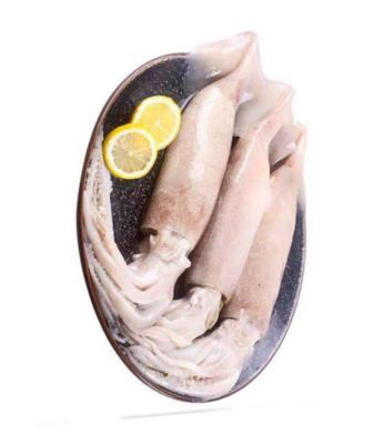 China Shandong Ocean Village Nutritious Low Food Price And High Quality Calamari Whole Calamari Frozen Stuffed Wholes for sale