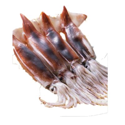 China Whole Shandong Ocean Village Seafood Food Product Illex Nutritious High Quality Whole Calamari Frozen Calamari Price for sale