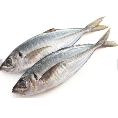 China High Quality Frozen Fish Nutritious Top Supplier Fish Nutritious Seafood Supplier High Quality Ocean Village Shandong Japan Okhotsk Atka Mackerel Mackerel Frozen Fish for sale