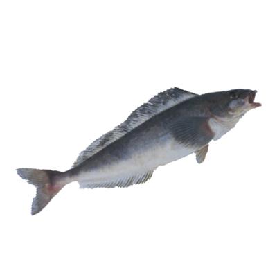 China 200g Mackerel Okhotsk Atka Village Nutritious Food Shandong Ocean Clean And Delicious Fish for sale