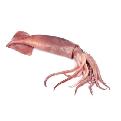 China Nutritious Food Wholesale New Arrival Shandong Ocean Village High Quality Loligo Frozen Red Squid for sale