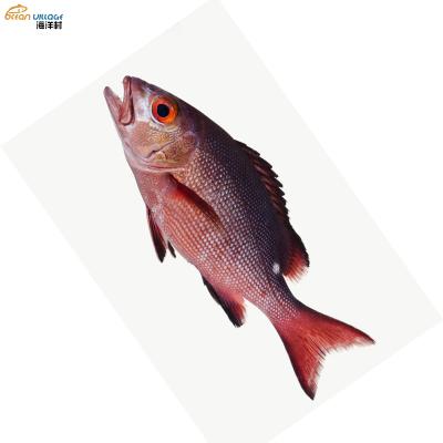 China 2021 Shandong Ocean Village New Product Low Fat Frozen Food Red Sea Bass Red Sea Bass With Nutritional Value 1.5 to 2 lbs for sale