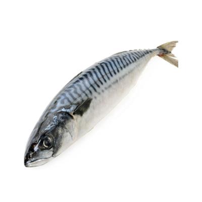 China Nutritional Value Japan Okhotsk Atka Nutritious Frozen Mackerel Fish From Shandong Ocean Village Food Factory Wholesale Price for sale