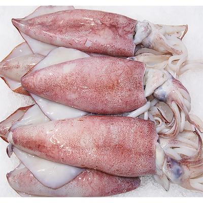 China 2021 New Style Nutritious Calamari Squid Whole Food Shandong Ocean Village Frozen Whole Squid Manufacturers for sale