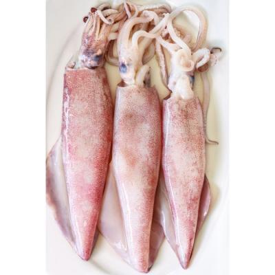 China Supplier Top Nutritious High Quality Bestselling Seafood Village Ocean Village Shandong Squid Whole Jellied Whole Whole for sale