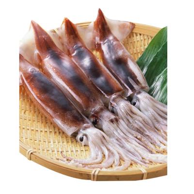 China Shandong ocean village nutritious food hot sale squid wholes 10kg/whole block squid price for sale