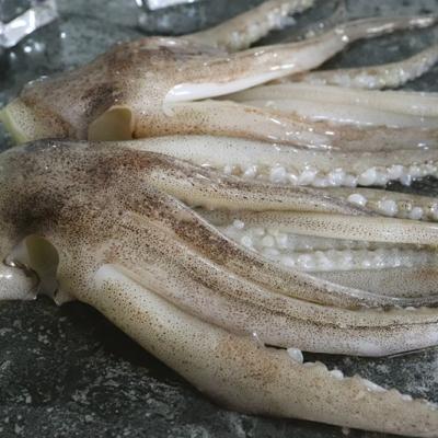 China Nutritious Cheap Squid Tentacle EU Standard Price Chemical Processed IQF Frozen Squid Tentacle for sale